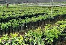 Green Legacy creates new wave in East Africa