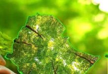 Stopping the Sand: What Ethiopia’s Green Legacy Can Learn From China’s Great Green Wall