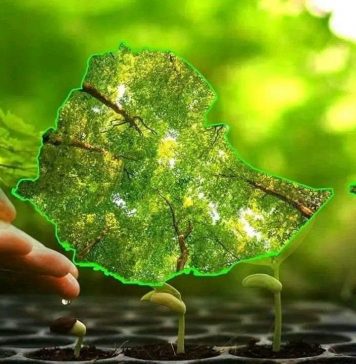 Stopping the Sand: What Ethiopia’s Green Legacy Can Learn From China’s Great Green Wall