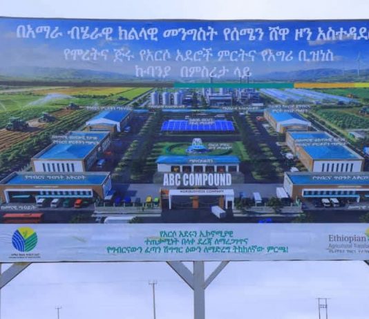 ‘A historical milestone’: how a rural Ethiopian district is replacing subsistence farming with commercial enterprise