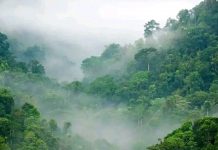 ‘Green Legacy diplomacy’: How Ethiopia is using mass tree-planting to reshape its global standing