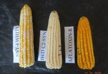 Drought-resistant crops offered as climate buffer for farmers in Amhara region of northern Ethiopia