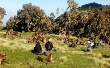 Visitors return to Simien Mountains as flagship national park recovers from crises