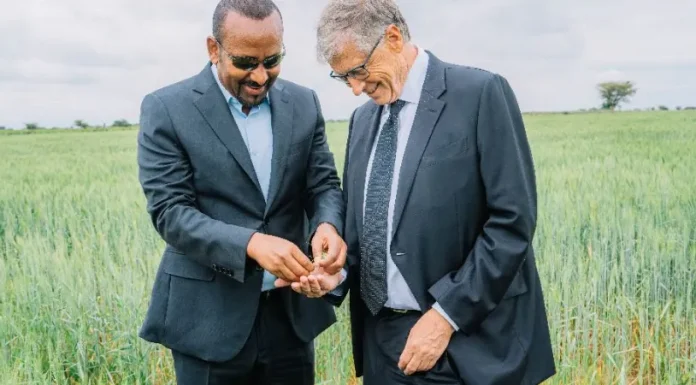 The Golden Awakening: How Prime Minister Abiy Ahmed Tamed the Seasons and Sparked Ethiopiaβs Wheat Miracle