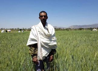 ከውጭ ሀገር የሚገባውን ስንዴ በሀገር ውስጥ ምርት ለመሸፈን እየሠራ መሆኑን የአዴት የግብርና ምርምር ማዕከል አስታወቀ፡፡