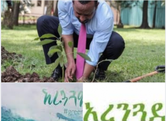 የአባይ ተፋሰስ ሀገራትን መሰረት አድርጎ አንድ ቢሊየን ችግኝ በጎረቤት ሀገራት ለመትከል መታቀዱን አምባሳደር ዲና ሙፍቲ ገለጹ፡፡