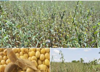 በ2013/14 የመኸር እርሻ ከ6 መቶ ሺህ ሄክታር በላይ መሬት በቅባት እህል በዘር ለመሸፈን እየተሠራ መሆኑን የአማራ ክልል ግብርና ቢሮ አስታወቀ፡፡