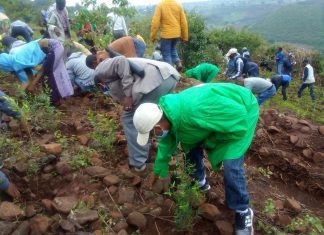 “የአረንጓዴ ዐሻራ መርኃ ግብር የታላቁ የኢትጵያ ህዳሴ ግድብን ከደለል ለመጠበቅ የሚያግዝ በመሆኑ ሁሉም በንቃት መሳተፍ ይገባዋል” የአማራ ክልል ምክትል ርእስ መሥተዳደር ፋንታ ማንደፍሮ (ዶ.ር)