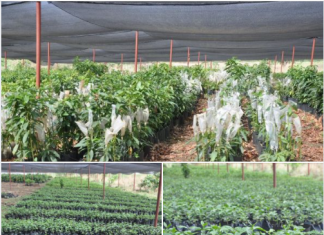 በተያዘው ክረምት ከ14 ነጥብ 2 ሚሊዮን በላይ የፍራፍሬ ችግኝ ለአርሶ አደሮች ለማሰራጨት እየሠራ መሆኑን የአማራ ክልል ግብርና ቢሮ አስታወቀ፡፡