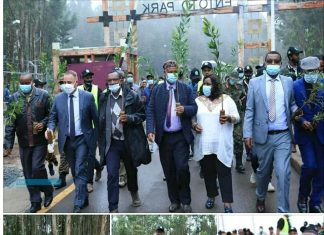 ከምሥራቅ አፍሪካ ተጠባባቂ ኃይል አባል ሀገራት የተውጣጡ ወጣቶች በእንጦጦ ፓርክ ችግኝ ተከሉ።