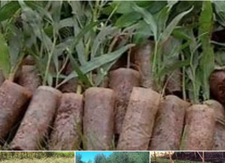 ከ247 ሚሊዮን በላይ ችግኝ በአንድ ጀንበር ለመትከል መዘጋጀቱን የአማራ ክልል ግብርና ቢሮ አስታወቀ፡፡