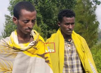 አሸባሪው እና ወራሪው የትህነግ ቡድን ከእያንዳንዱ የቤተሰብ አባላት ወደ ጦርነት በግዴታ እንዲገቡ እያደረገ እንደሚገኝ በማይጠብሪ ግንባር እጃቸውን የሰጡ የቡድኑ አባላት ገለጹ፡፡