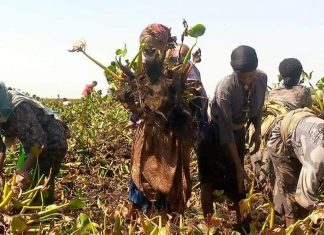 በጣና ሐይቅ ላይ የተንሠራፋውን የእንቦጭ አረም በዘላቂነት ለማስወገድ እየሠራ መሆኑን የጣና ሐይቅና ሌሎች የውኃ አካላት ጥበቃና ልማት ኤጀንሲ አስታወቀ።