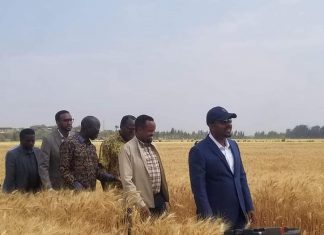 ጠቅላይ ሚኒስትር ዐቢይ አሕመድ በኦሮሚያ ክልል በ564 ሄክታር መሬት ላይ እየለማ ያለን የመስኖ ስንዴ ጎበኙ።