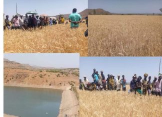 በምሥራቅ በለሳ ወረዳ የመሬትን ስበት በመጠቀም ስንዴን በመስኖ የማልባት ዘዴ ውጤታማ መኾኑን አርሶ አደሮች ተናገሩ።