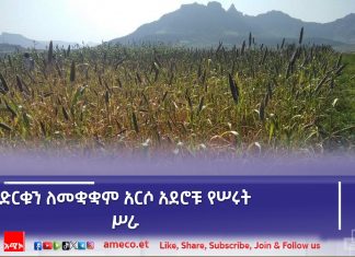 “ድርቁን እያሸነፍን ነው” የአበርገሌ ወረዳ አርሶ አደሮች።
