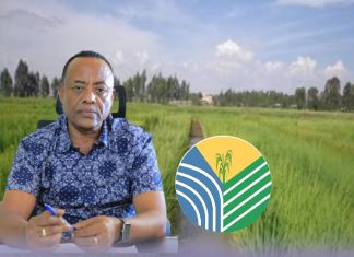 “ከአራት ሚሊዮን ኩንታል በላይ የሩዝ ምርት ተሠብሥቧል” የአማራ ክልል ግብርና ቢሮ