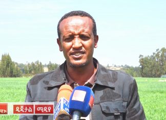 ከሰላም እና ደኅንነት ሥራ ጎን ለጎን የበጋ መስኖ ስንዴ ልማት ላይ ትኩረት ተሰጥቶ እየተሠራ እንደሚገኝ የደቡብ ወሎ ዞን አስታወቀ፡፡
