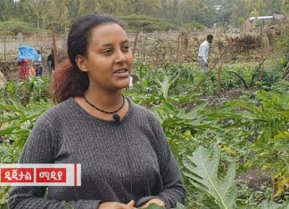 ከ2 ሺህ በላይ መኖሪያ ቤቶች በከተማ ግብርና የጓሮ አትክልት እንዲያለሙ ለማድረግ እየሠራ መኾኑን የወልድያ ከተማ አሥተዳደር ግብርና መምሪያ አስታወቀ።