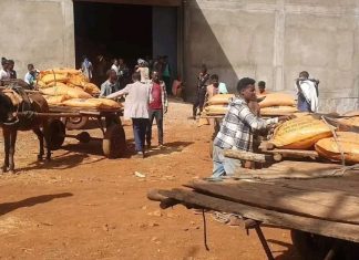 523 ሺህ 520 ኩንታል ማዳበሪያ በማዕከለዊ መጋዝን እና ኅብረት ሥራ ማኅበራት ውስጥ መግባቱን የምዕራብ ጎጃም ዞን ግብርና መምሪያ አስታወቀ፡፡