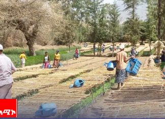 ለአረንጓዴ አሻራ ልማት እስካሁን አምስት ነጥብ አምስት ቢሊዮን ችግኞች መዘጋጀታቸውን የኢትዮጵያ ደን ልማት አስታወቀ፡፡