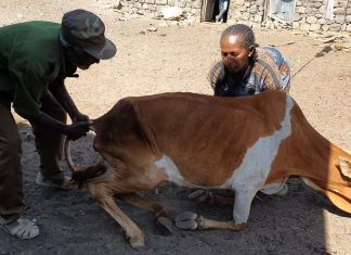 በድርቅ በተጎዱ አካባቢዎች የእንሰሳትን ሞት ለማስቀረት ድጋፍ እንዲደረግ ተጠየቀ፡፡