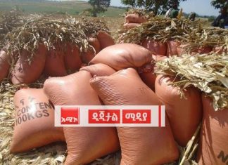 ለ2016/17 የምርት ዘመን የሚውል 275 ሺህ በላይ ኩንታል የሚጠጋ ዘር መሰብሰቡን የአማራ ክልል ግብርና ጥራት እና ደህንነት ባለሥልጣን ገለጸ።