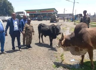 የትንሣኤን በዓል በማስመልከት ለሠራዊቱ የእርድ እንሰሳት ድጋፍ ተደረገ።