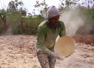 የምርታማነት ሳንካ የኾነው አሲዳማነት!