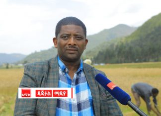 “አርሶአደሮች በበጋ መስኖ ስንዴ ልማት ውጤታማ ሥራን እያከናወኑ ነው” የደሴ ከተማ አሥተዳደር ግብርና መምሪያ