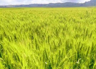 በሰሜን ሸዋ ዞን 30 ሺህ 140 ሄክታር መሬት በበጋ መስኖ ስንዴ መሸፈኑ ተገለጸ።