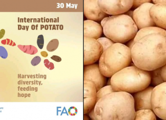 ዛሬ ለመጀመሪያ ጊዜ ዓለም አቀፍ የድንች ቀን እየተከበረ ነው።