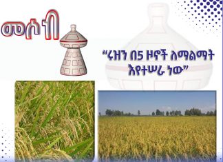 “ሩዝን በ5 ዞኖች ለማልማት እየሠራን ነው” ግብርና ቢሮ