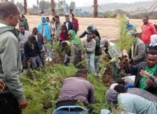 የመንግሥት ሠራተኞች የአረንጓዴ አሻራ የችግኝ ተከላ አካሄዱ።
