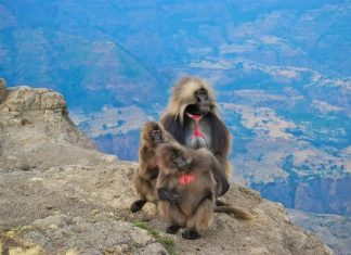 በስሜን ተራራዎች ብሔራዊ ፓርክ በአረንጓዴ አሻራ መርሃ ግብር ሀገር በቀል ችግኞች ይተከላሉ።