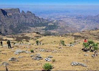 በስሜን ተራራዎች ብሔራዊ ፓርክ የአረንጓዴ አሻራ ችግኝ ተከላ መርሐ ግብር ሐምሌ 15 /2016 እንደሚጀምር ተገለጸ።