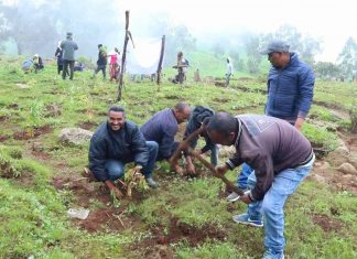 “በዞኑ ችግኝ መትከል ከጊዜ ወደ ጊዜ ባሕል እየኾነ መጥቷል” የሰሜን ጎንደር ግብርና መምሪያ