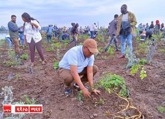 የተተከሉ ችግኞች ፀድቀው ለሀገር ልማት የሚጠቅሙ ለማድረግ ክትትል እንደሚደረግ ምክትል ከንቲባ ጃንጥራር ዓባይ ገለጹ፡፡