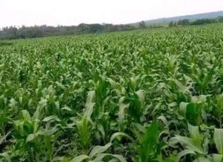 ከ249 ሺህ ሄክታር በላይ መሬት በዘር መሸፈኑን የአዊ ብሔረሰብ አሥተዳደር ግብርና መምሪያ አስታወቀ።