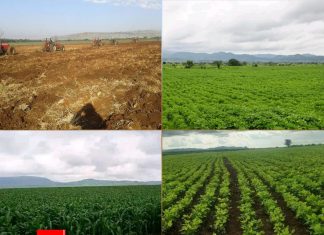 በግል ባለሃብቶች የሚለሙ ሰፋፊ የእርሻ ቦታዎች አሁን ላይ የት ናቸው?