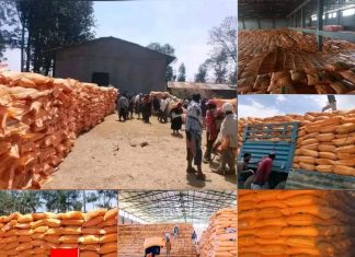የአፈር ማዳበሪያ በበቂ እንዲቀርብላቸው የጎንደር ዙሪያ ወረዳ አርሶ አደሮች ጠየቁ።