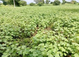 ከ641 ሺህ ኩንታል በላይ የጥጥ ምርት ለመሠብሰብ እየሠራ መኾኑን የምዕራብ ጎንደር ዞን ግብርና መምሪያ አስታወቀ፡፡