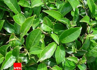 በአማራ ክልል ለሻይ ቅጠል ምርት ልዩ ትኩረት ሊሰጠው እንደሚገባ ተገለጸ፡፡