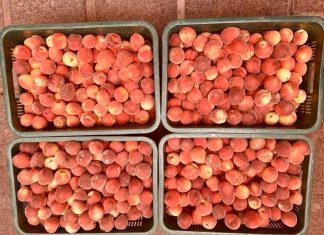 በአረንጓዴ አሻራ ልማት ንቅናቄ የፍራፍሬ ተክሎች የማልማት ሥራ ከፍተኛ ለውጥ እያመጣ መኾኑን ጠቅላይ ሚኒስትር ዐቢይ አሕመድ (ዶ.ር) ተናገሩ።