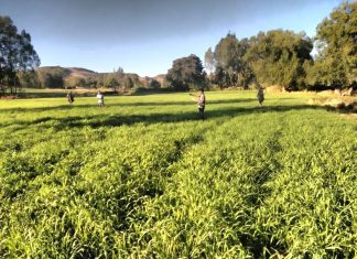 “በዘር የተሸፈኑ ማሳዎችን ከበሽታ እና ከተባይ ለመታደግ የሁሉንም ባለድርሻ አካላት ርብርብ ይጠይቃል” የክልሉ ግብርና ቢሮ