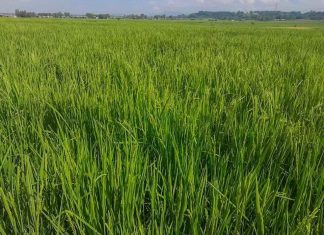 ጠቅላይ ሚኒስትር ዐቢይ አሕመድ (ዶ.ር) በአማራ ክልል የሩዝ ምርታማነት ትልቅ ተስፋ ያለው መኾኑን ገለጹ።