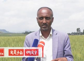 “በምርት ዘመኑ ከ8 ሚሊዮን ኩንታል በላይ የስንዴ ምርት ለመሠብሠብ ታቅዶ እየተሠራ ነው” የደቡብ ወሎ ዞን