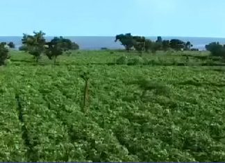 “ብዙዎችን የለወጠው ቅመማ ቅመም”