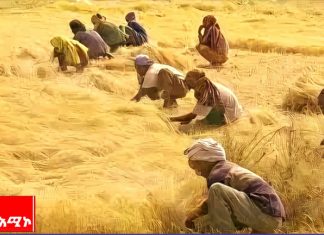 ድኅረ ምርት ብክነት እስከ 30 በመቶ ምርትን እንደሚቀንስ የዓለም እርሻ እና ምግብ ድርጅት አስታውቋል፡፡