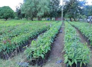 “በ2017 በጀት ዓመት ከ5 ሚሊዮን ኩንታል በላይ የፍራፍሬ ምርት ይገኛል ተብሎ ይጠበቃል” የአማራ ክልል ግብርና ቢሮ